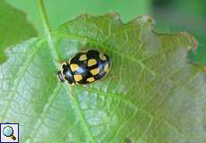Vierzehnpunkt-Marienkäfer (Fourteen-spotted Lady Beetle, Propylea quatuordecimpunctata), überwiegend schwarze Variante
