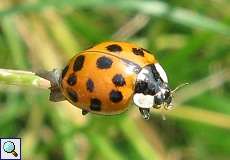 Asiatischer Marienkäfer (Harlequin Ladybird, Harmonia axyridis)