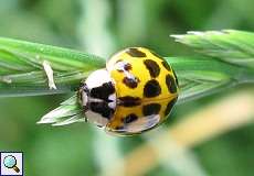 Asiatischer Marienkäfer (Harlequin Ladybird, Harmonia axyridis)