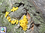 Eier des Asiatischen Marienkäfers (Lady Beetle, Harmonia axyridis)