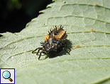 Larve des Asiatischen Marienkäfers Marienkäfers (Lady Beetle, Harmonia axyridis)