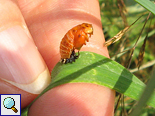 Verpuppte Larve des Asiatischen Marienkäfers (Lady Beetle, Harmonia axyridis)