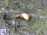 Asiatischer Marienkäfer (Harlequin Ladybird, Harmonia axyridis) beim Schlupf