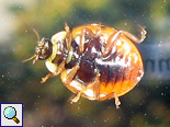 Asiatischer Marienkäfer (Harlequin Ladybird, Harmonia axyridis) von unten