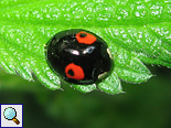 Dunkle Farbvariante des Asiatischen Marienkäfers (Lady Beetle, Harmonia axyridis)