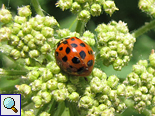 Rote Farbvariante des Asiatischen Marienkäfers (Lady Beetle, Harmonia axyridis)