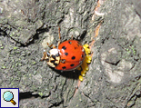 Asiatischer Marienkäfer (Harlequin Ladybird, Harmonia axyridis) bei der Eiablage