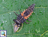Larve eines Asiatischen Marienkäfers (Harmonia axyridis) frisst die Larve des Zehnpunkt-Marienkäfers (Adalia decempunctata)