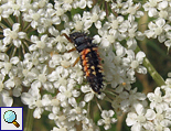 Larve des Asiatischen Marienkäfers (Lady Beetle, Harmonia axyridis)