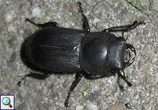 Balkenschröter (Lesser Stag Beetle, Dorcus parallelipipedus)