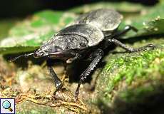 Balkenschröter (Lesser Stag Beetle, Dorcus parallelipipedus)