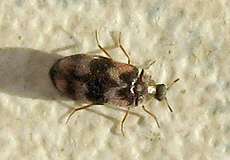 Weiblicher Berlinkäfer (Stockholm Beetle, Trogoderma angustum)
