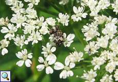 Bibernellen-Blütenkäfer (Carpet Beetle, Anthrenus pimpinellae)