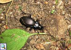 Blauvioletter Waldlaufkäfer (Violet Ground Beetle, Carabus problematicus)