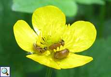 Blütenfressender Käfer (Pollen-feeding Beetle, Byturus ochraceus)