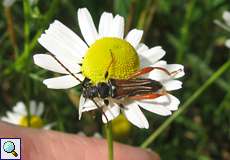 Braunrötlicher Spitzdeckenbock (Longhorn Beetle, Stenopterus rufus)
