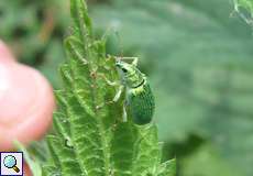 Brennnessel-Grünrüssler (Leaf Beetle, Phyllobius pomaceus)