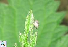 Brennnesselrüssler (Small Nettle Weevil, Nedyus quadrimaculatus)