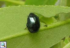 Breiter Weidenblattkäfer (Willow Leaf Beetle, Plagiodera versicolora)