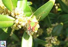 Buntrock (Juniper Shieldbug, Cyphostethus tristriatus)