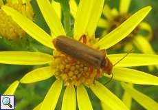 Cantharis cryptica