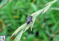 Capsus ater, Männchen