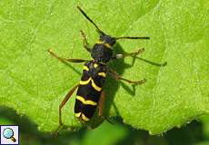 Echter Widderbock (Wasp Beetle, Clytus arietis)