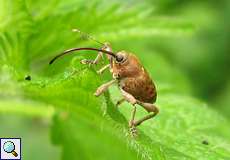 Eichelbohrer (Acorn Weevil, Curculio glandium)