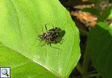 Eichenwanzen (Harpocera thoracica) bei der Paarung