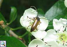 Feldahorn-Bock (Small Longhorn Beetle, Alosterna tabacicolor)