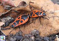 Feuerwanzen bei der Paarung (Fire Bug, Pyrrhocoris apterus)