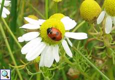 Fünfpunkt-Marienkäfer (5-spot Ladybird, Coccinella quinquepunctata)