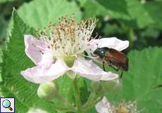 Gartenlaubkäfer (Garden Chafer, Phyllopertha horticola)