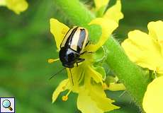 Gebänderter Fallkäfer (Leaf Beetle, Cryptocephalus vittatus)