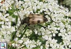 Gefleckter Blütenbock (Longhorn Beetle, Pachytodes cerambyciformis)