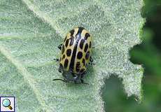 Gefleckter Weidenblattkäfer (Willow Leaf Beetle, Chrysomela vigintipunctata)