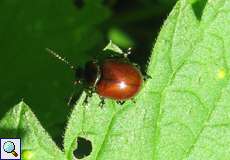 Geglätteter Blattkäfer (Chrysolina polita)