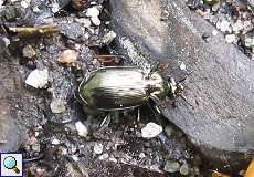 Gelbrand-Glanzflachlaufkäfer (Ground Beetle, Agonum marginatum)
