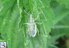 Gelbrandrüssler (Weevil, Chlorophanus viridis)