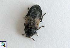 Gemeiner Speckkäfer (Larder Beetle, Dermestes lardarius)