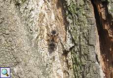 Gemeine Bodenwanze (Dirt-Colored Seed Bug, Rhyparochromus vulgaris)