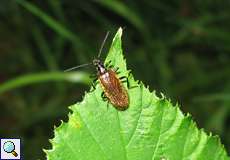 Gemeiner Wollkäfer (Darkling Beetle, Lagria hirta)