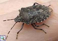 Graue Gartenwanze (Mottled Shieldbug, Rhaphigaster nebulosa)