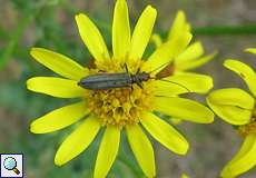 Weiblicher Graugrüner Schenkelkäfer (Thick Legged Flower Beetle, Oedemera virescens)