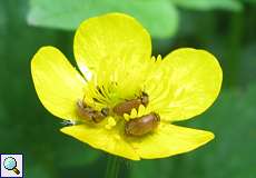 Großäugiger Himbeerkäfer (Pollen-feeding Beetle, Byturus ochraceus)