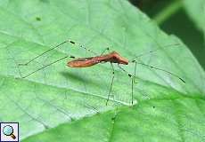 Hexenkraut-Wanze (Stilt Bug, Metatropis rufescens)