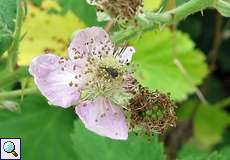 Himbeerblütenstecher (Strawberry Blossom Weevil, Anthonomus rubi)