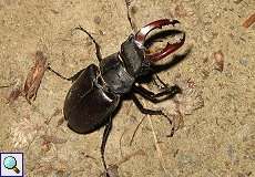 Männlicher Hirschkäfer (Stag Beetle, Lucanus cervus)