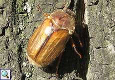 Junikäfer (Summer Chafer, Amphimallon solstitiale)