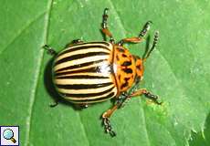 Kartoffelkäfer (Colorado Potato Beetle, Leptinotarsa decemlineata)